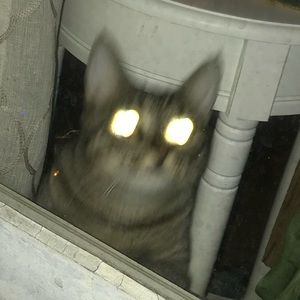 Meet your Posher, Rae